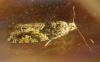 Epinotia sp.